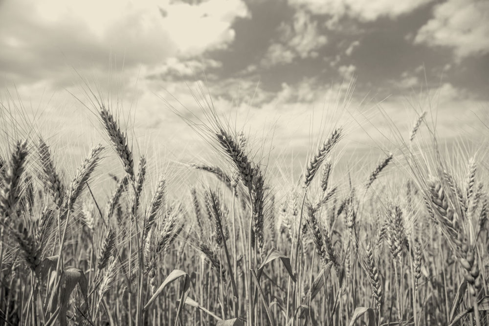 Produtor de Commodities